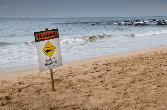 NYC Beaches Reopen After Shark Sightings
