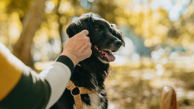 Trained Dogs Identify Parkinson’s with Remarkable Accuracy