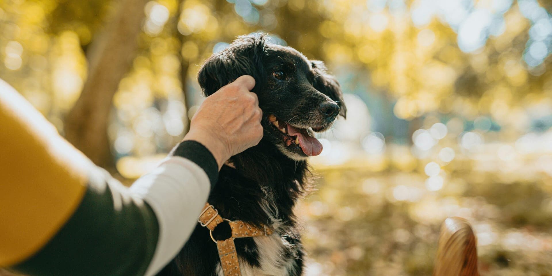 Trained Dogs Identify Parkinson’s with Remarkable Accuracy
