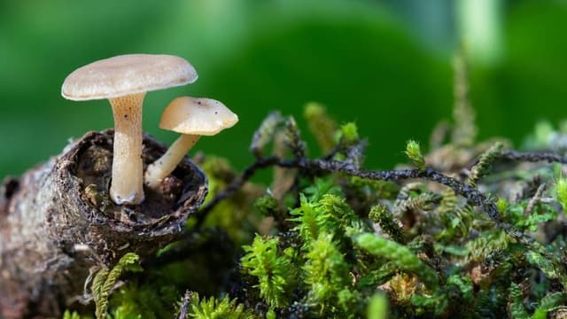 Ancient Fungus Yields Potential Cancer Treatment