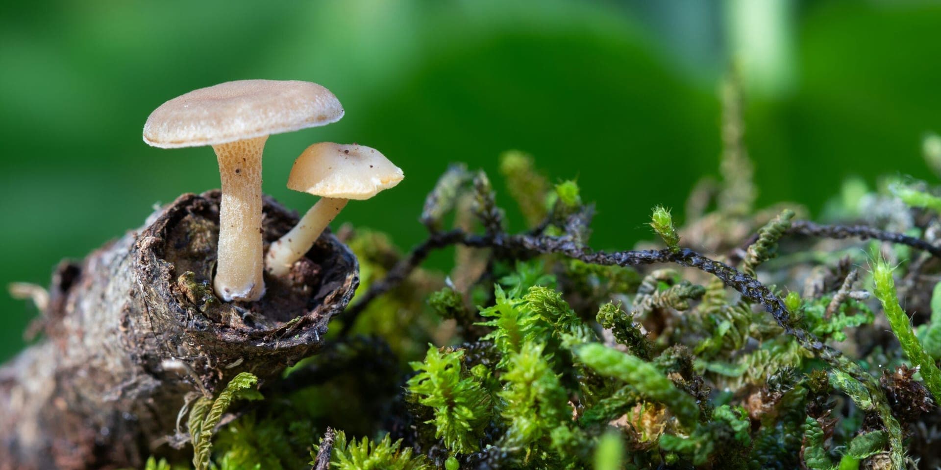 Ancient Fungus Yields Potential Cancer Treatment