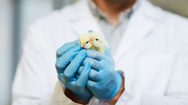NIH Launches First Federal Organoid Center to Reduce Animal Use in Research
