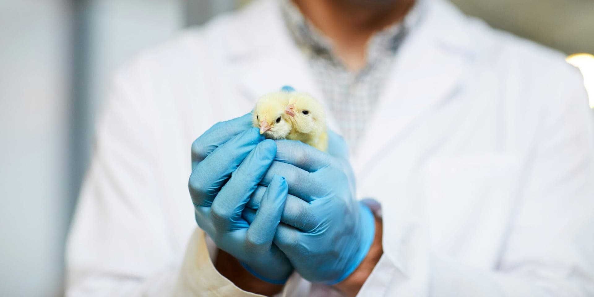 NIH Launches First Federal Organoid Center to Reduce Animal Use in Research