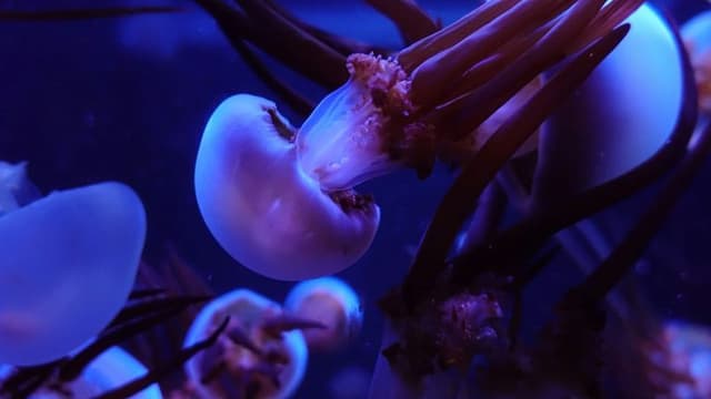 First-Time Video Captures Embryos’ Defense Against Bacteria in Utero