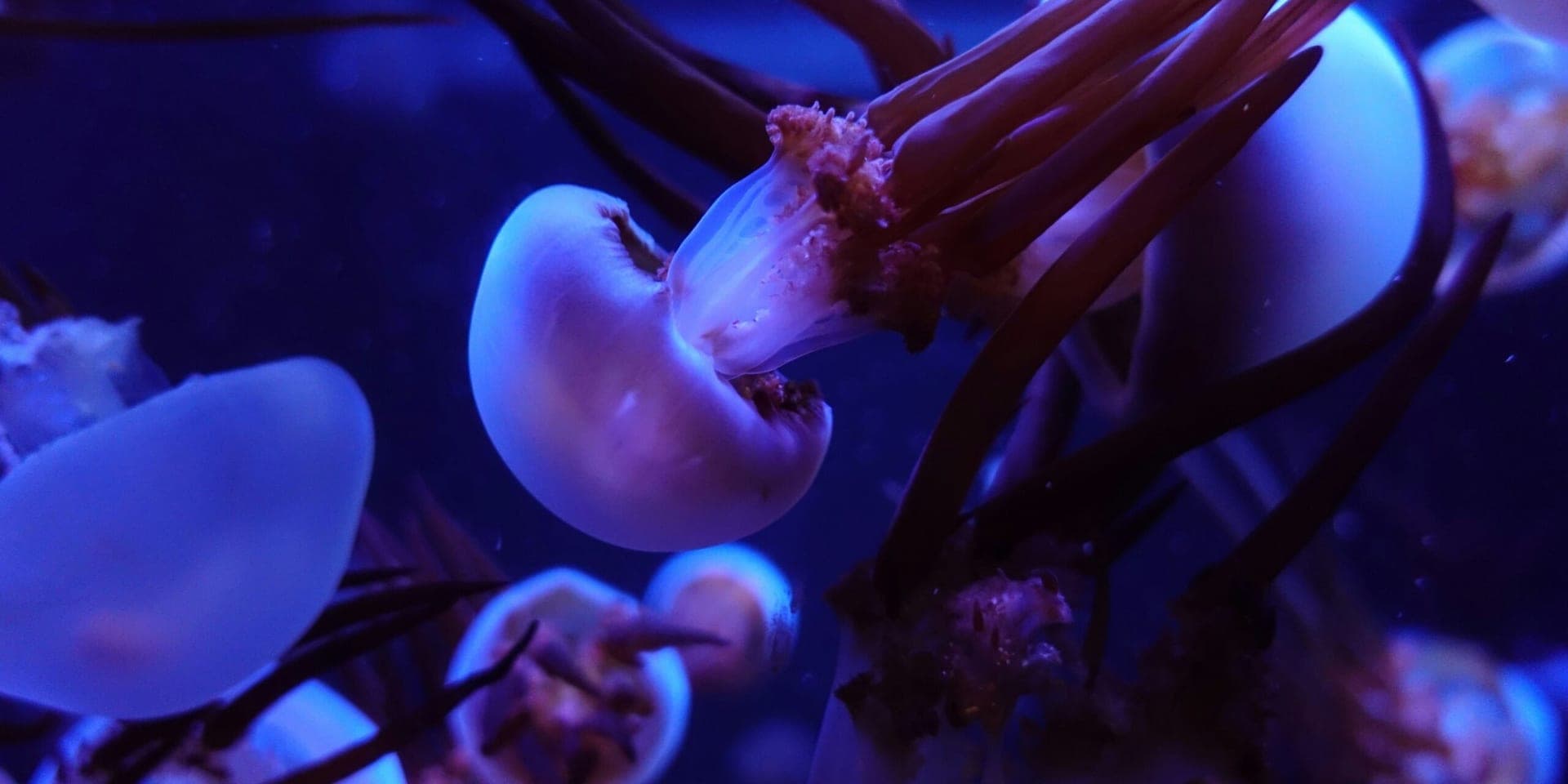 First-Time Video Captures Embryos’ Defense Against Bacteria in Utero