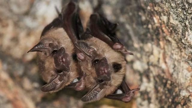 Scientists Report Novel Hunting Behaviour in Fringe‑Lipped Bats