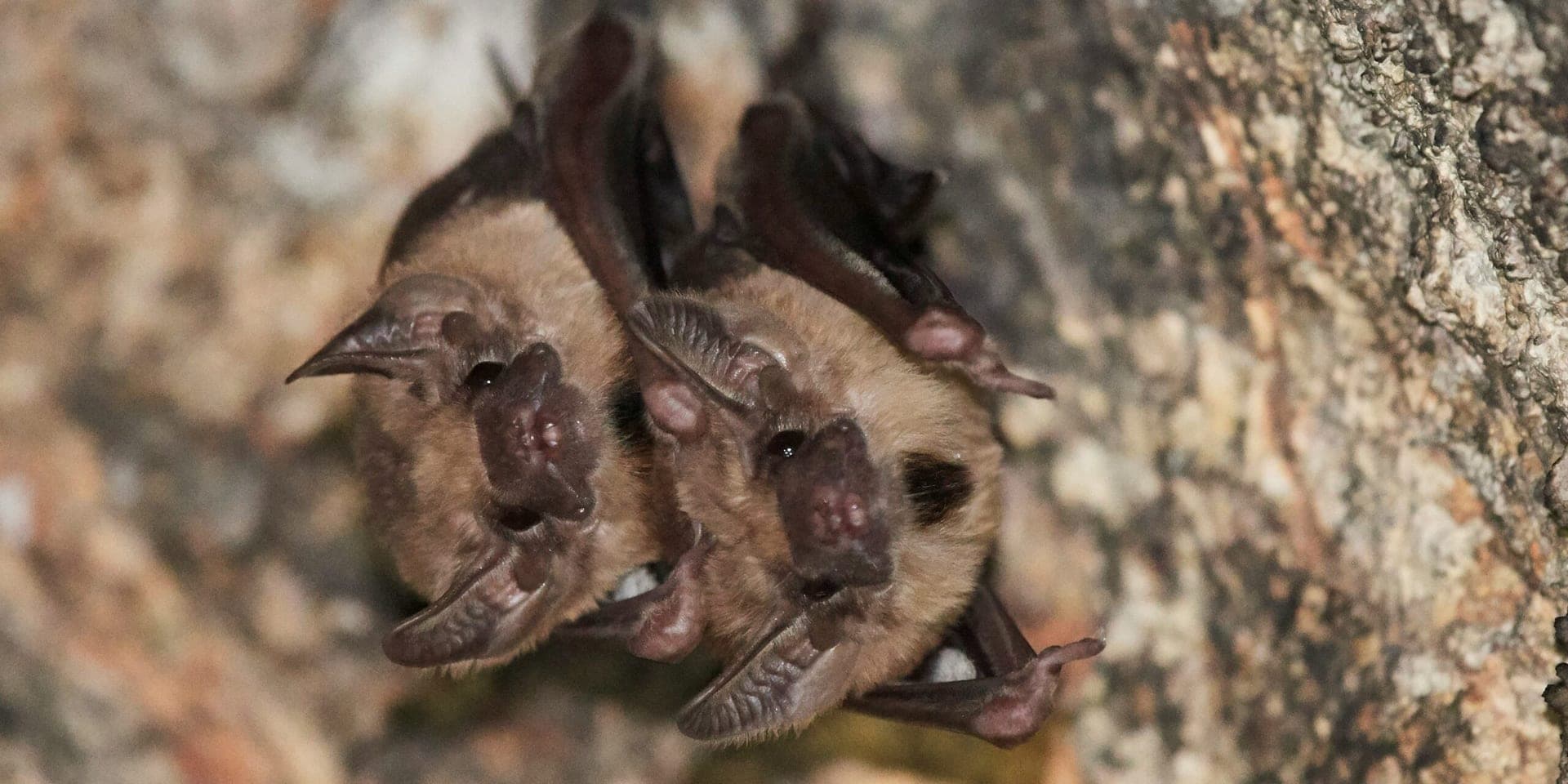 Scientists Report Novel Hunting Behaviour in Fringe‑Lipped Bats